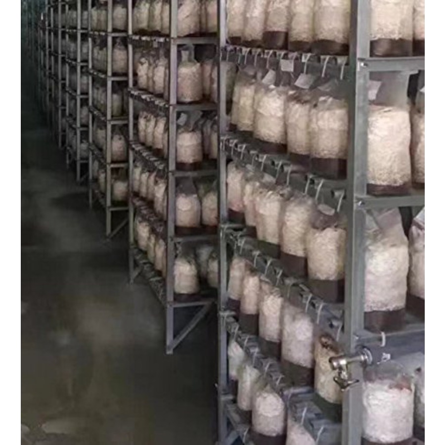 Mushroom Grow Bags XLS Extra L - Mushroom Spawn Bag recensie en prijs