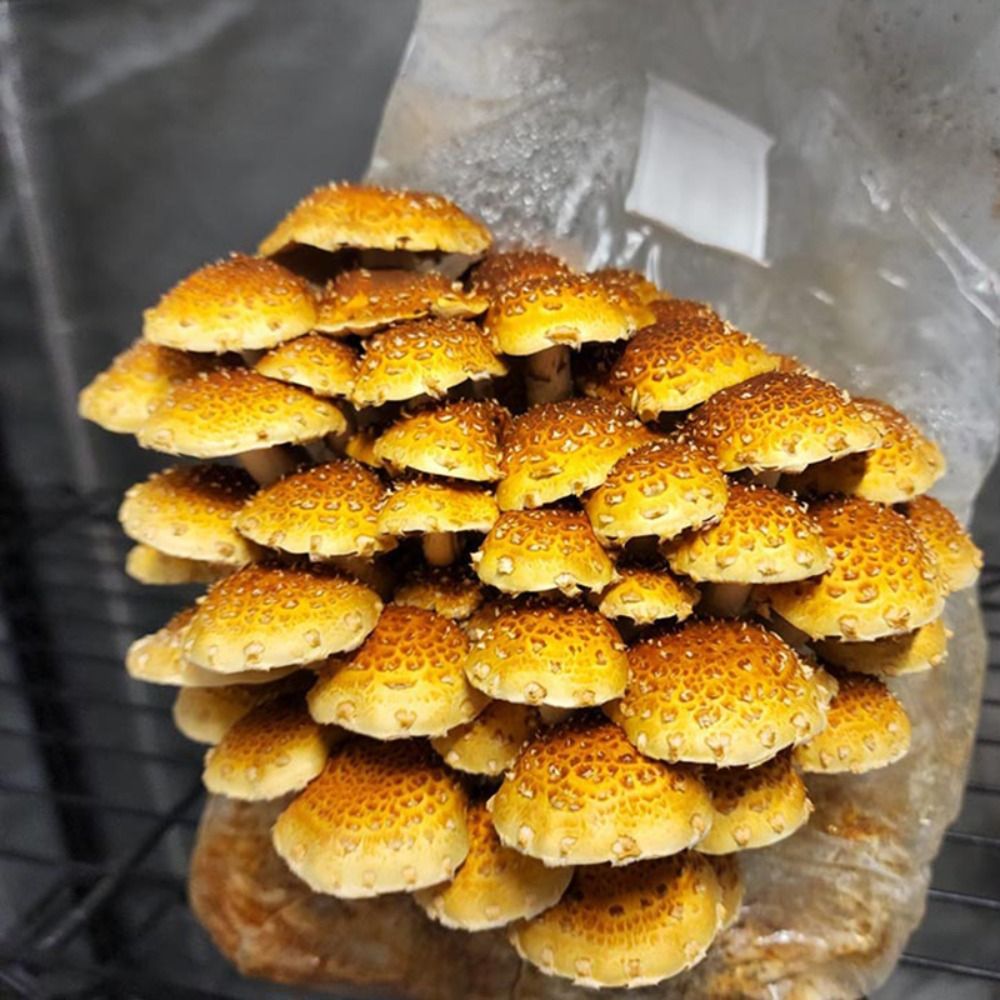 50pcs PP Mushroom Planting Bag - Mushroom Spawn Bag recensie en prijs