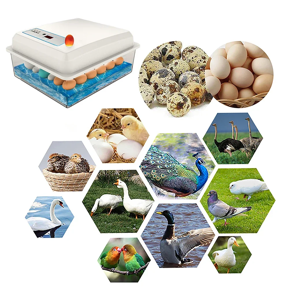 20 Eggs Incubator Set Fully Au - Quail Egg Incubator recensie en prijs