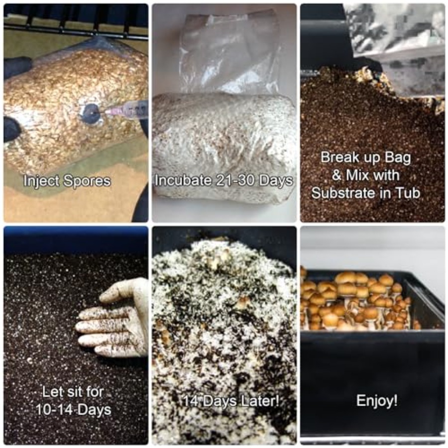 Mushroom Monotub Grow Kit for  - Mushroom Spawn Bag recensie en prijs
